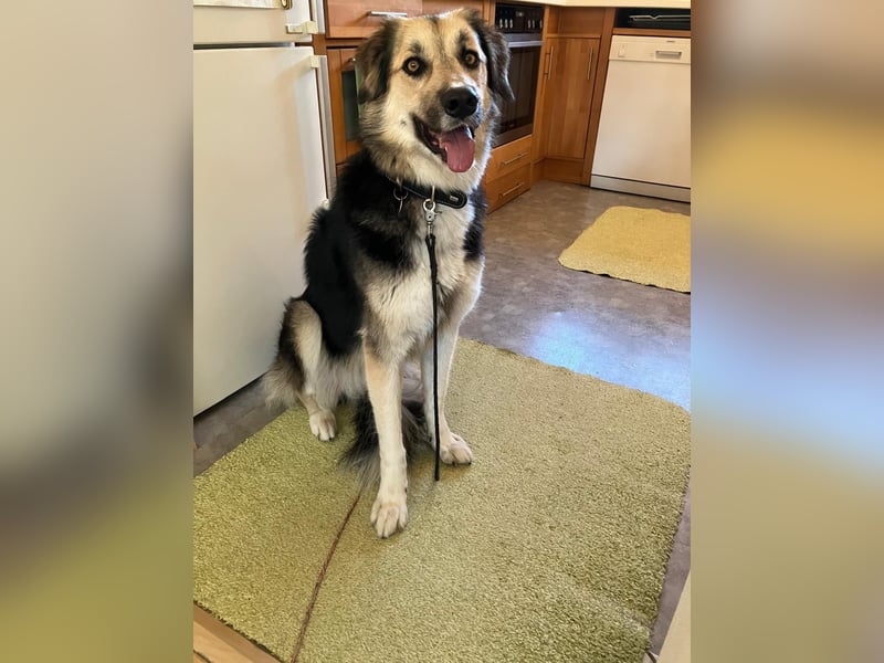 Frieda, sehr hübsche aktive Hündin sucht liebe Menschen