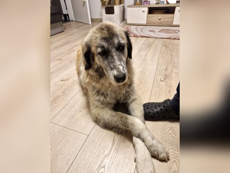 Kimi, sehr soziale, liebe und katzenfreundliche Hündin sucht