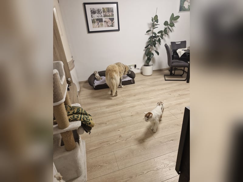 Kimi, sehr soziale, liebe und katzenfreundliche Hündin sucht