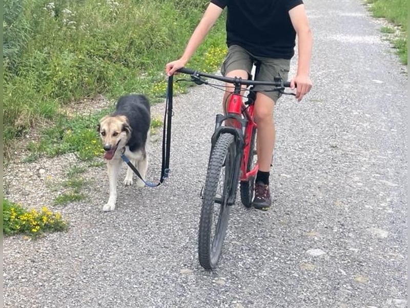Frieda, sehr hübsche aktive Hündin sucht liebe Menschen