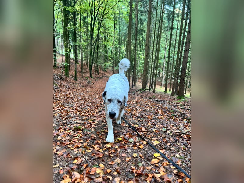Mani, Riesbenbaby,sehr lieb, sozial, katzenverträglich