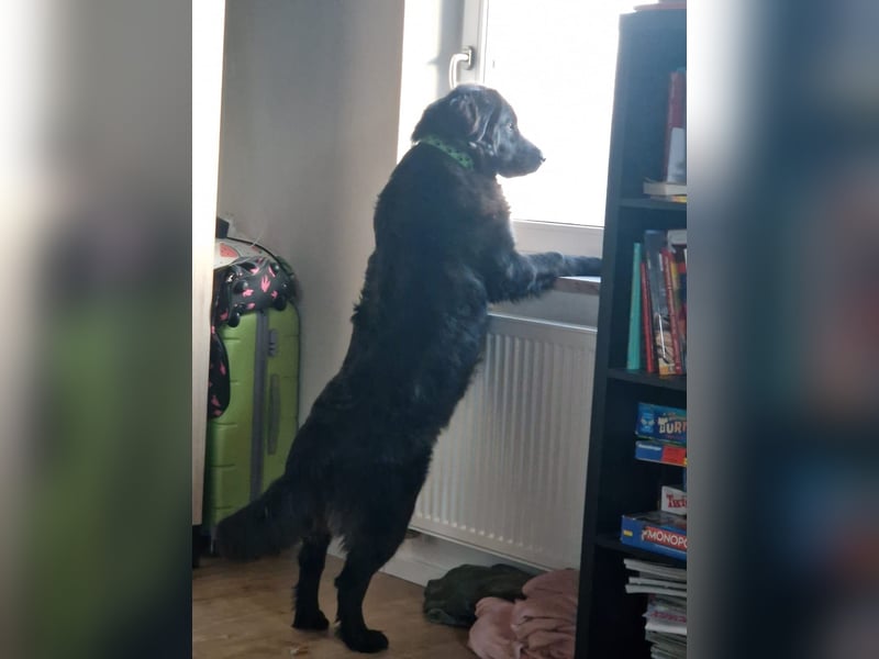 Bruno, sehr sozialer, menschenbezogener Jungrüde