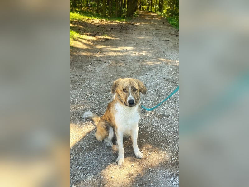 Notfall Mali, erfahrene Menschen für einen Tramhund gesucht