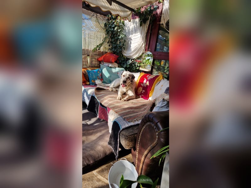 Mani, Riesbenbaby,sehr lieb, sozial, katzenverträglich