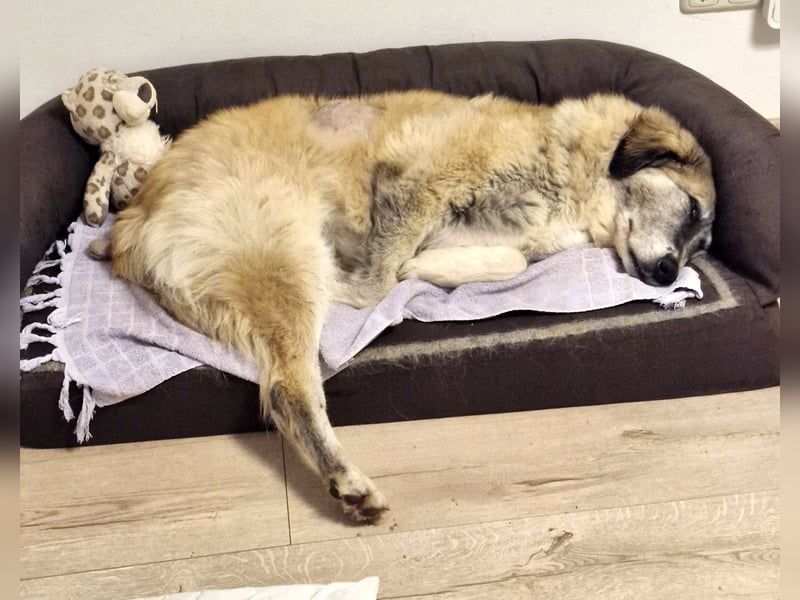 Kimi, sehr soziale, liebe und katzenfreundliche Hündin sucht