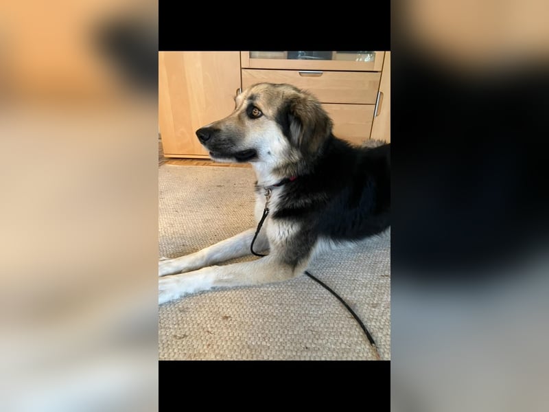 Frieda, sehr hübsche aktive Hündin sucht liebe Menschen