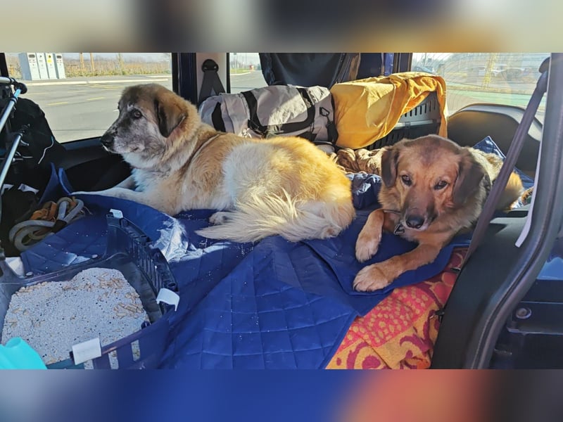 Kimi, sehr soziale, liebe und katzenfreundliche Hündin sucht