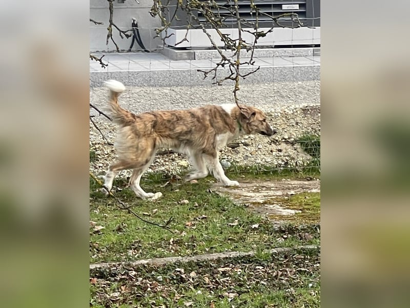 Notfall Mali, erfahrene Menschen für einen Tramhund gesucht