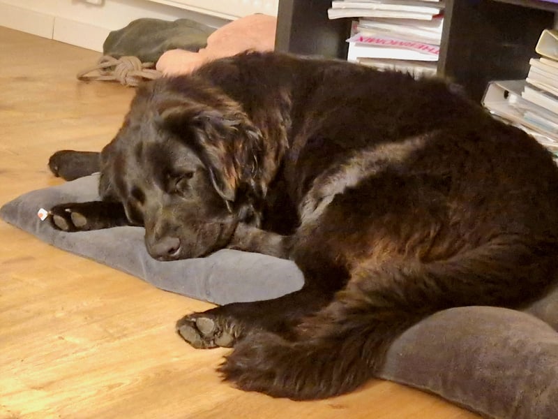 Bruno, sehr sozialer, menschenbezogener Jungrüde