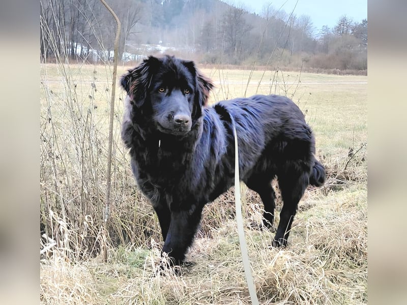 Bruno, sehr sozialer, menschenbezogener Jungrüde