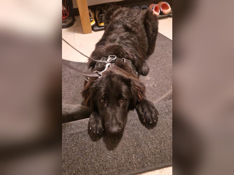 Bruno, sehr sozialer, menschenbezogener Jungrüde