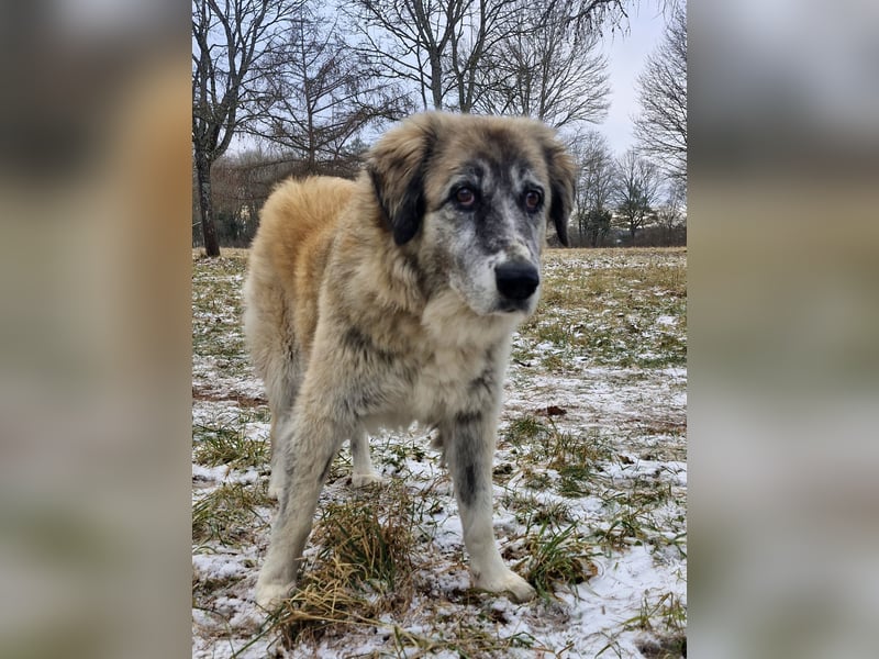 Kimi, sehr soziale, liebe und katzenfreundliche Hündin sucht