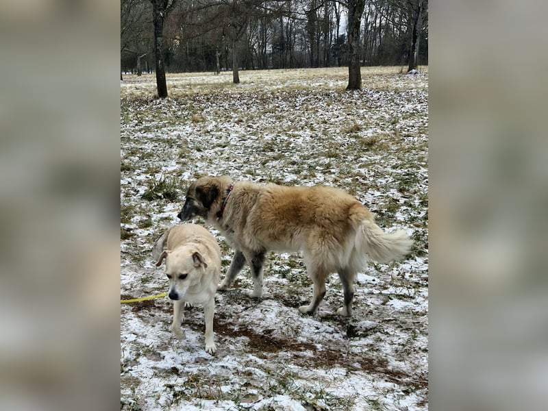 Kimi, sehr soziale, liebe und katzenfreundliche Hündin sucht