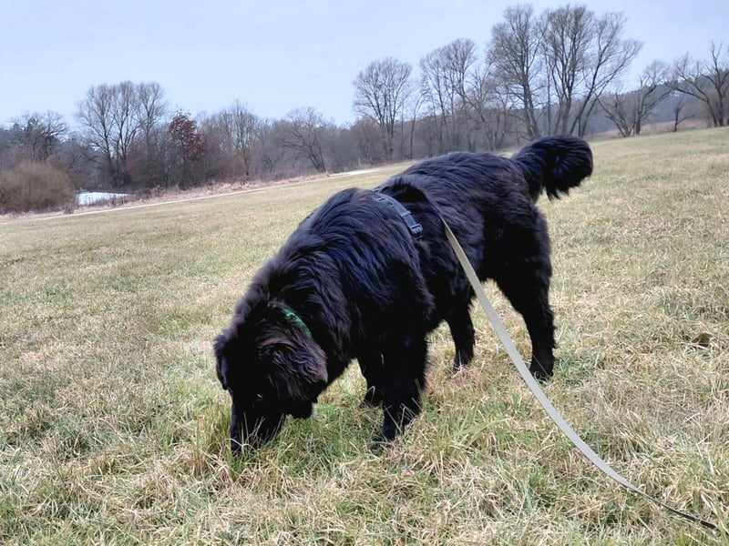 Bruno, sehr sozialer, menschenbezogener Jungrüde