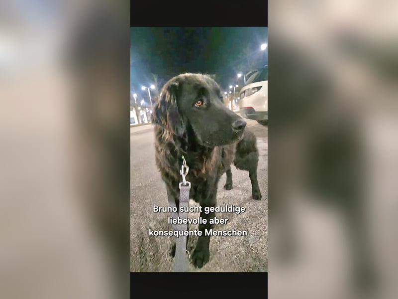 Bruno, sehr sozialer, menschenbezogener Jungrüde