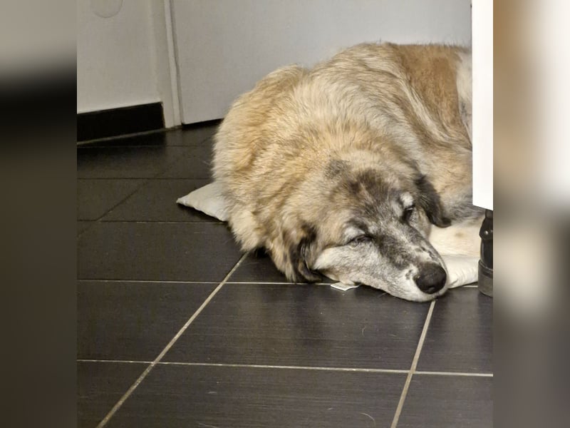 Kimi, sehr soziale, liebe und katzenfreundliche Hündin sucht