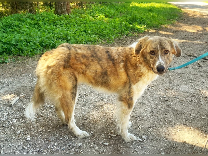 Notfall Mali, erfahrene Menschen für einen Tramhund gesucht