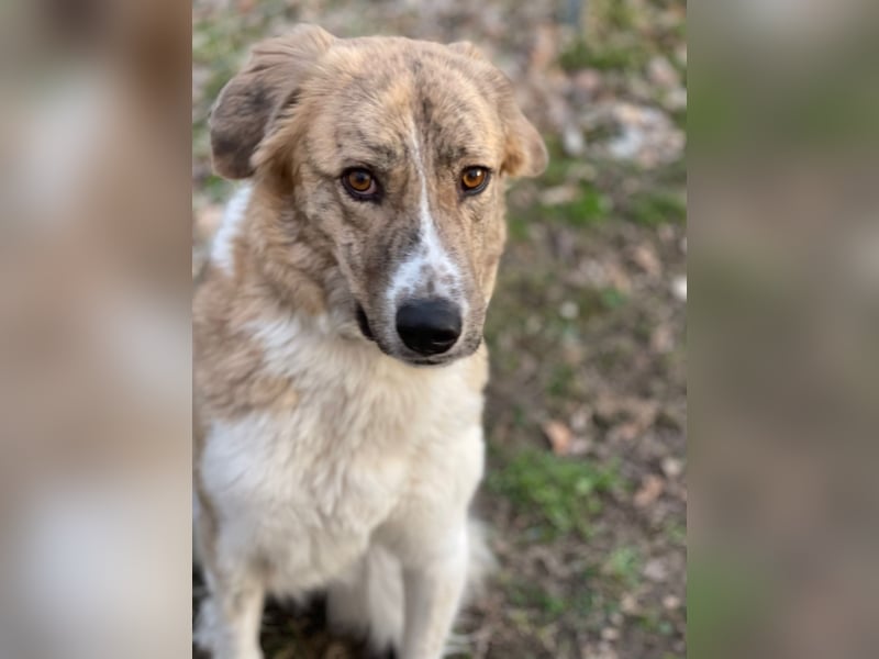 Notfall Mali, erfahrene Menschen für einen Tramhund gesucht