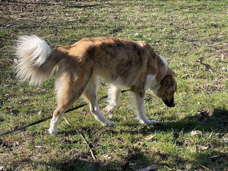 Notfall Mali, erfahrene Menschen für einen Tramhund gesucht