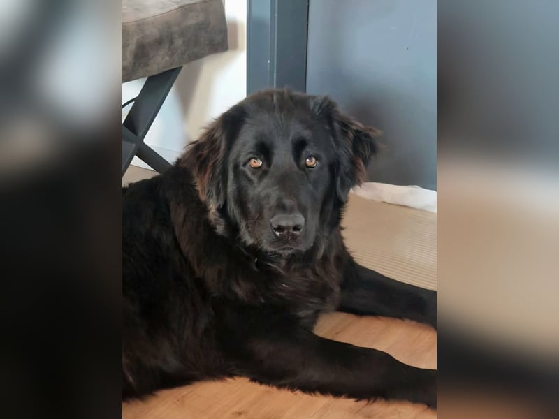 Bruno, sehr sozialer, menschenbezogener Jungrüde