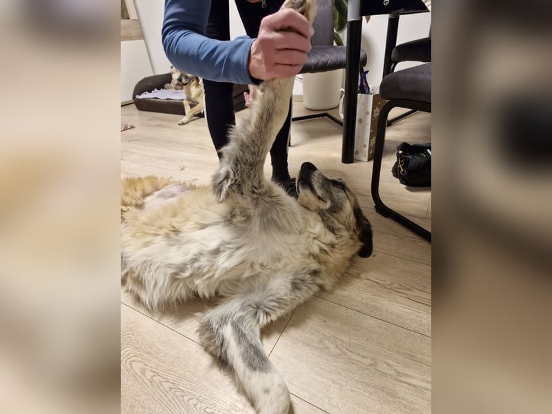 Kimi, sehr soziale, liebe und katzenfreundliche Hündin sucht