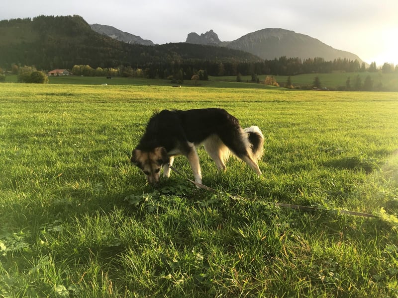 Frieda, sehr hübsche aktive Hündin sucht liebe Menschen
