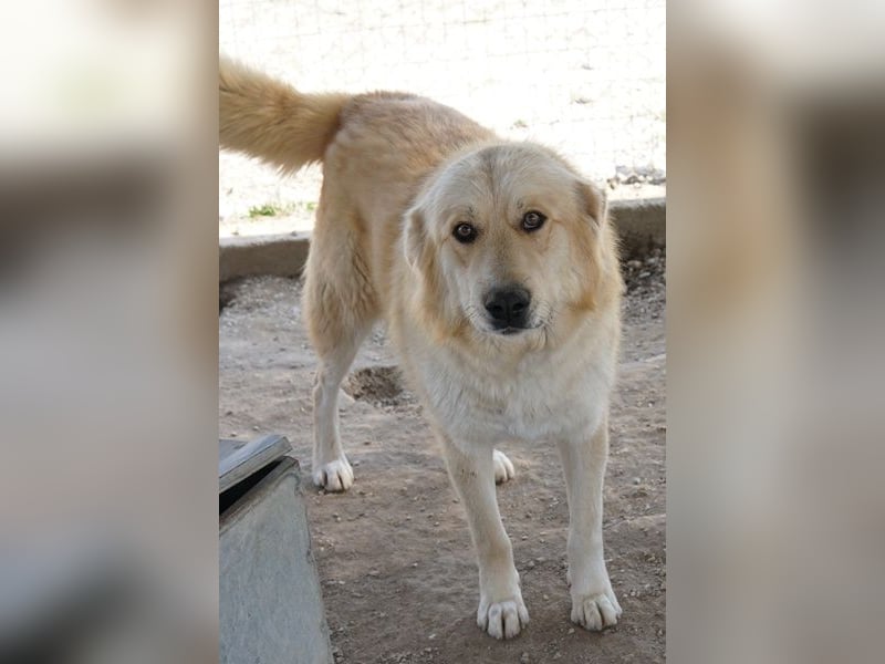 Tino, geb. ca. 03/2024, lebt in GRIECHENLAND, im städt. Tierheim Serres