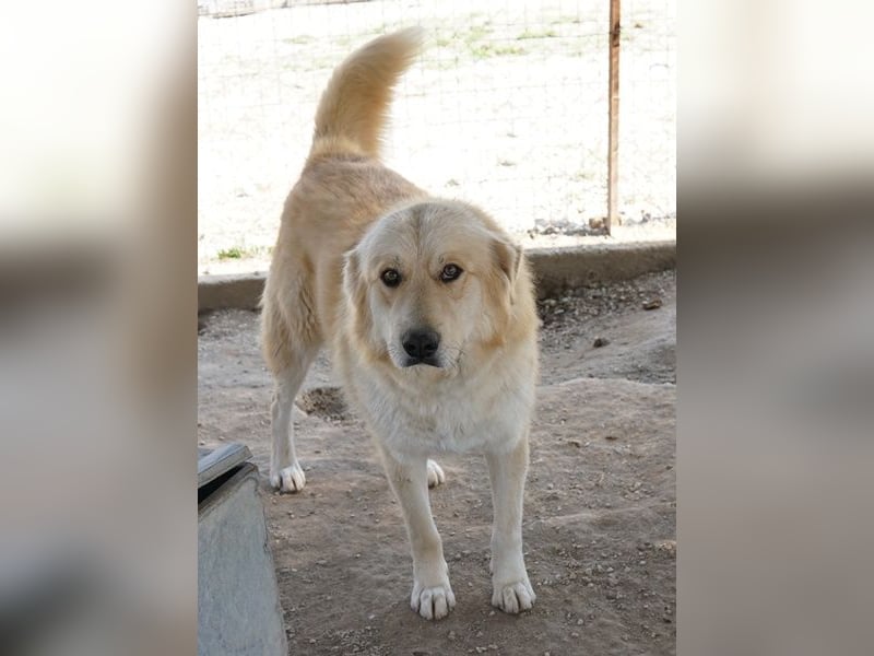 Tino, geb. ca. 03/2024, lebt in GRIECHENLAND, im städt. Tierheim Serres