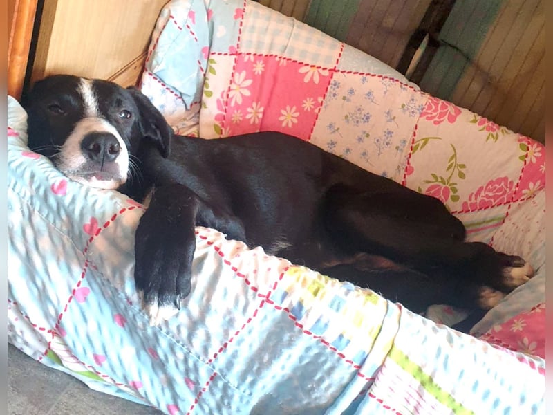 MONTY – sensibler Traumhund
