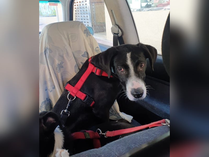 MONTY – sensibler Traumhund