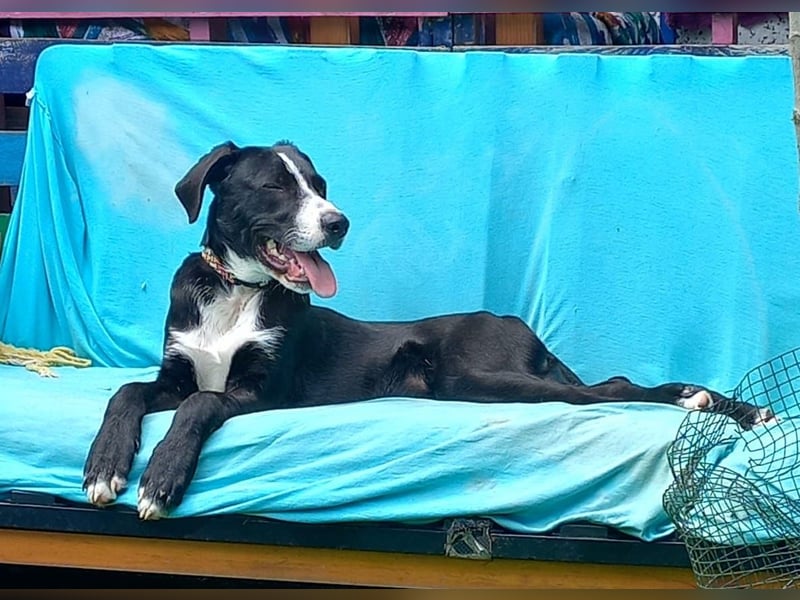MONTY – sensibler Traumhund