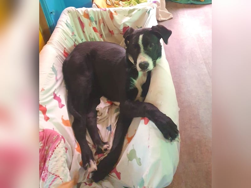 MONTY – sensibler Traumhund