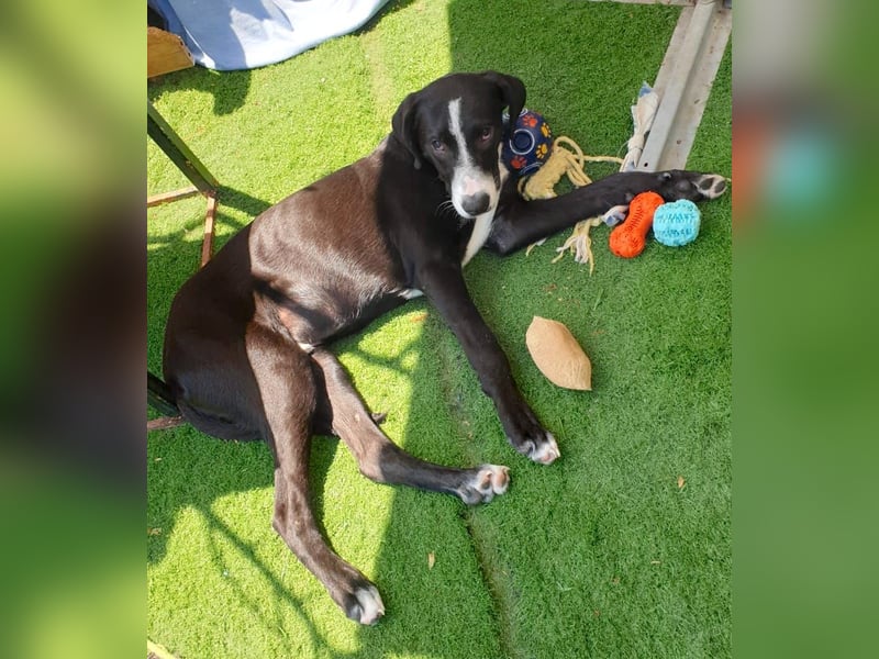 MONTY – sensibler Traumhund