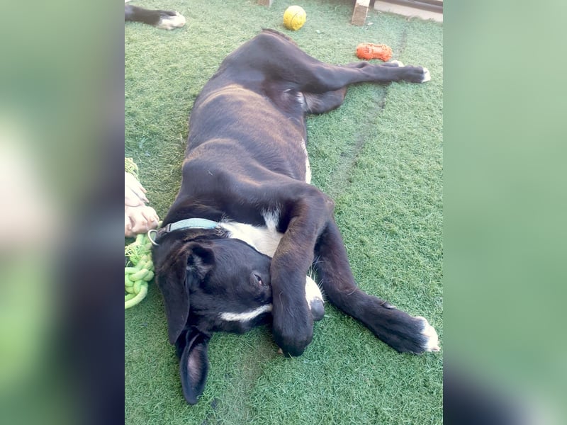 MONTY – sensibler Traumhund
