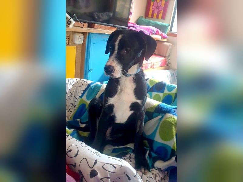 MONTY – sensibler Traumhund