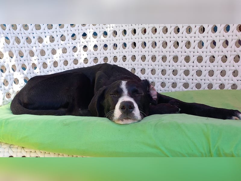 MONTY – sensibler Traumhund