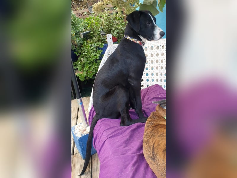 MONTY – sensibler Traumhund
