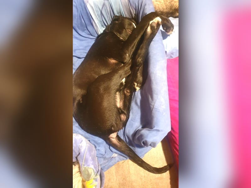 MONTY – sensibler Traumhund