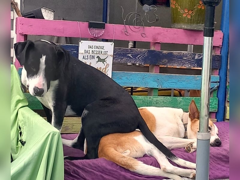 MONTY – sensibler Traumhund