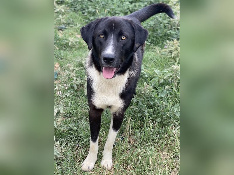 Fabius, geb. ca. 01/2023, lebt in GRIECHENLAND, im städt. Tierheim Serres