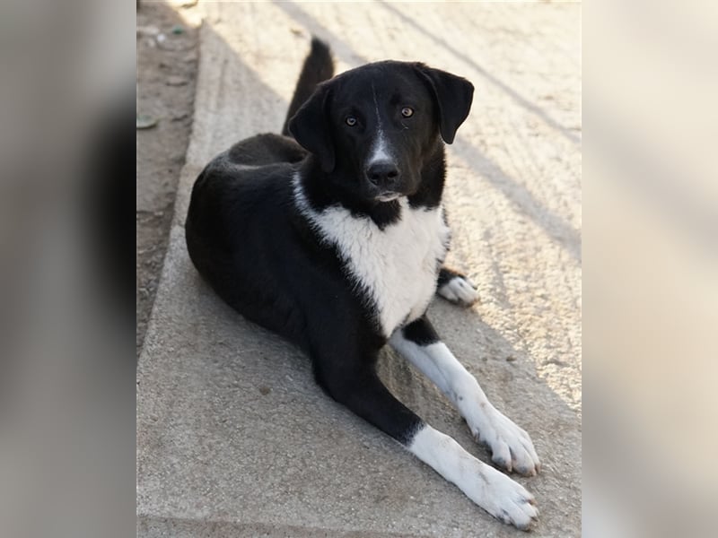 Fabius, geb. ca. 01/2023, lebt in GRIECHENLAND, im städt. Tierheim Serres