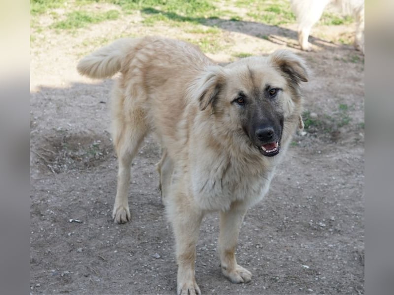 Arlo, geb. ca. 02/2023, lebt in GRIECHENLAND, im städt. Tierheim Serres