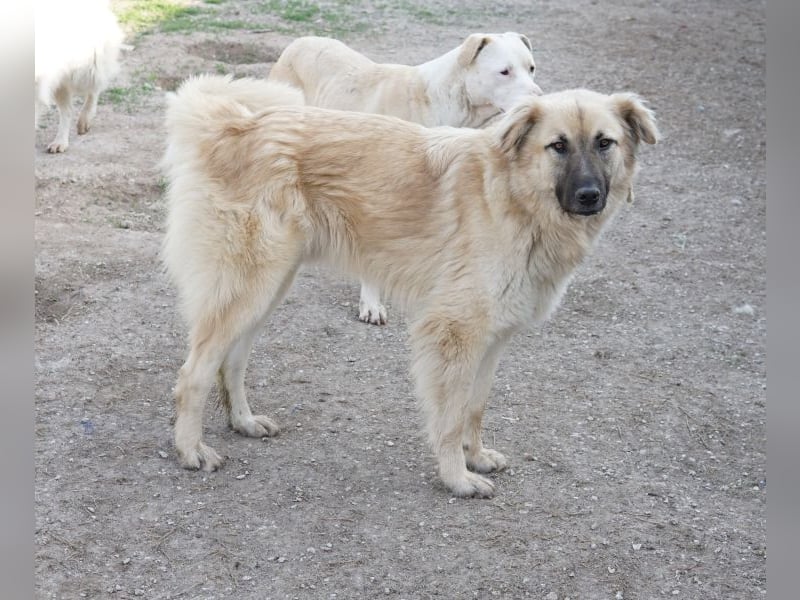Arlo, geb. ca. 02/2023, lebt in GRIECHENLAND, im städt. Tierheim Serres