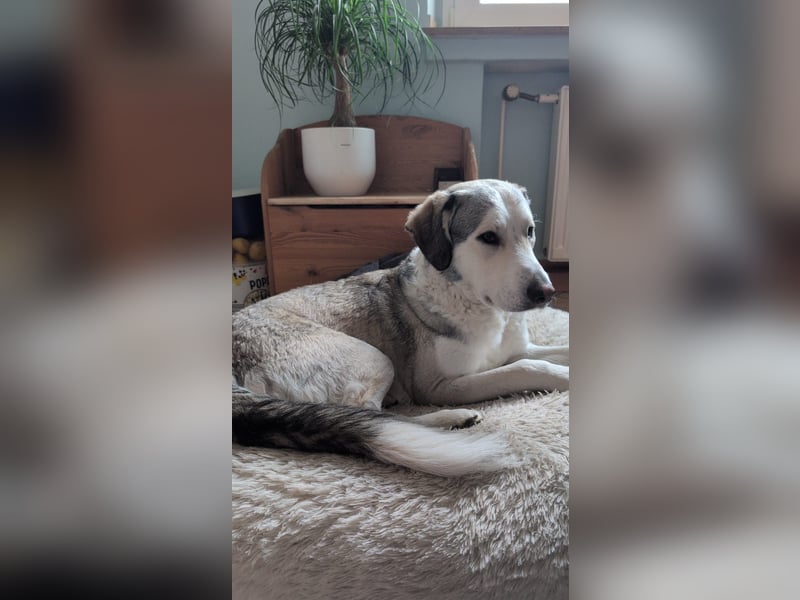 Ciro: wer gibt ihm Halt und Sicherheit?