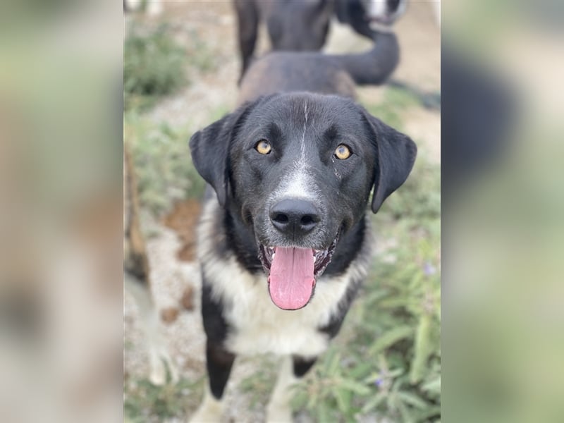 Fabius, geb. ca. 01/2023, lebt in GRIECHENLAND, im städt. Tierheim Serres