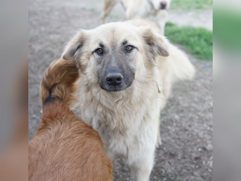 Arlo, geb. ca. 02/2023, lebt in GRIECHENLAND, im städt. Tierheim Serres
