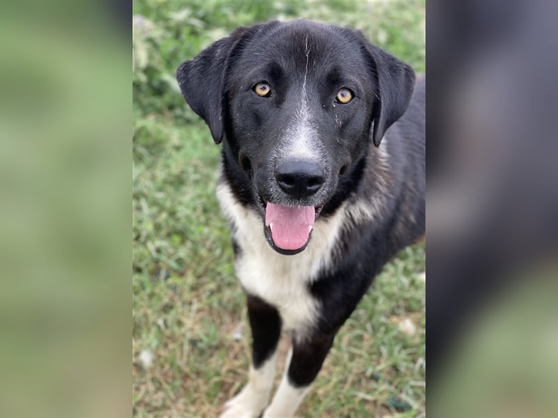 Fabius, geb. ca. 01/2023, lebt in GRIECHENLAND, im städt. Tierheim Serres