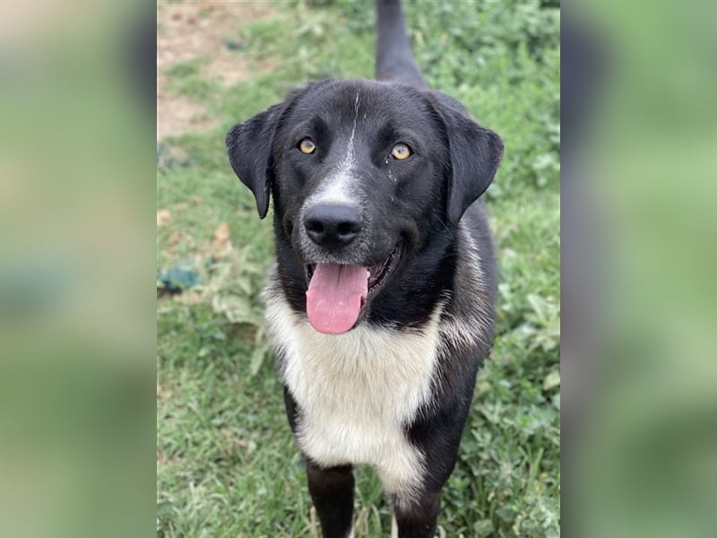 Fabius, geb. ca. 01/2023, lebt in GRIECHENLAND, im städt. Tierheim Serres