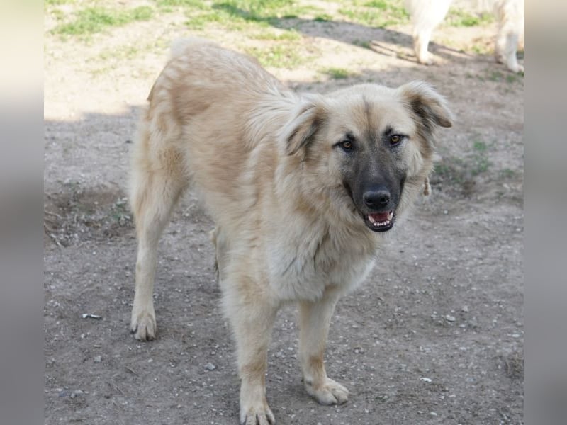 Arlo, geb. ca. 02/2023, lebt in GRIECHENLAND, im städt. Tierheim Serres