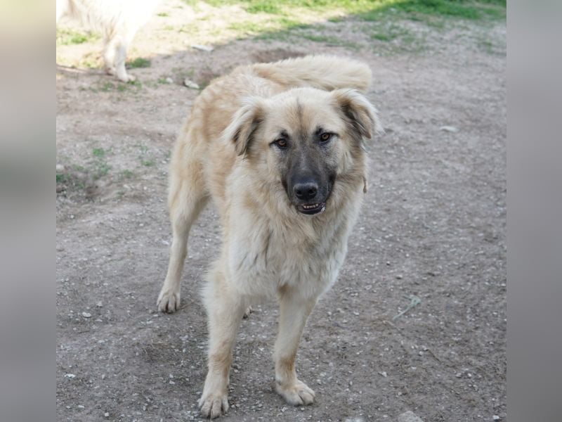 Arlo, geb. ca. 02/2023, lebt in GRIECHENLAND, im städt. Tierheim Serres